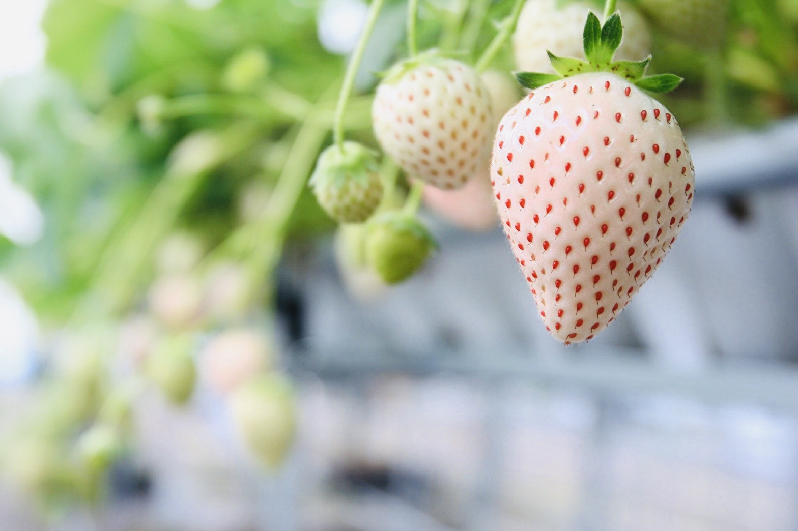 Pearl White Strawberry