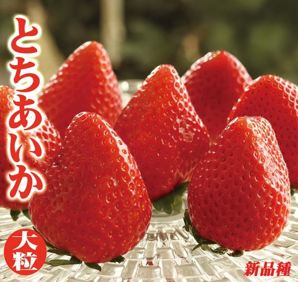 Tochiaika Strawberry