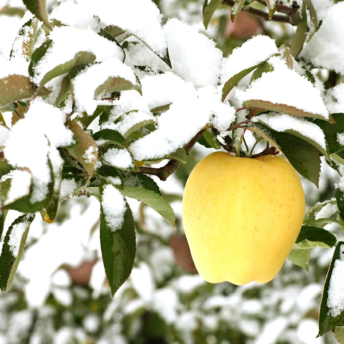 Fuyu Koi Apple