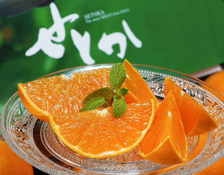 Setoka Orange