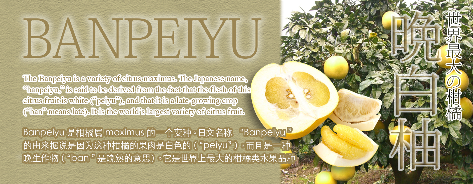 Banpeiyu Pamelo