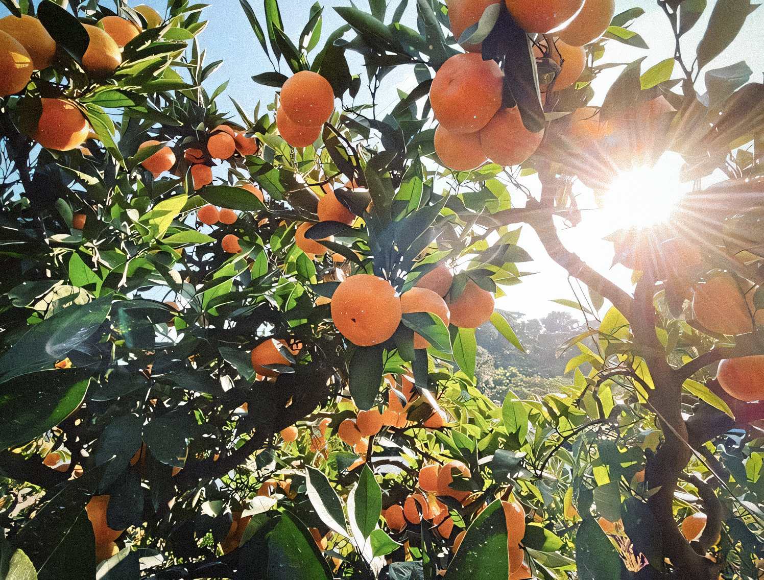 Special Selected Tamura Mikan