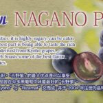 Nagano Purple Grapes (Premium Shu Grade) | Nagano Prefecture