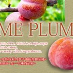Akihime Plum (Premium Tokushu Grade) | Nagano Prefecture
