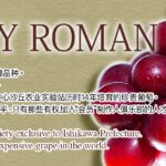 Ruby Roman Grape | Ishikawa Prefecture