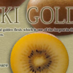 Sanuki Gold | World Biggest Kiwi Fruits | Kagawa Prefecture