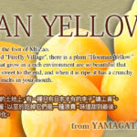 Horouman Yellow Plum | Yamagata Prefecture