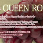 Queen Rouge® Grapes | Nagano Prefecture