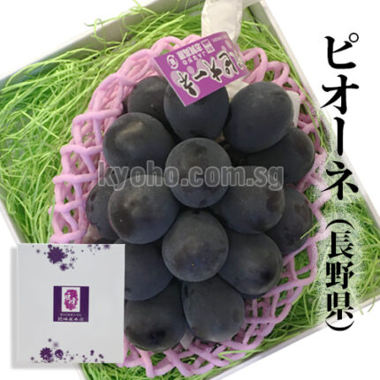 Shiga Kougen Pione Grapes | Premium Grade - Shu | Nagano Prefecture