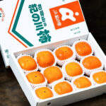 Kinokawa Persimmon Kuroama-Black (Seedless) | Wakayama Prefecture | 4L Size