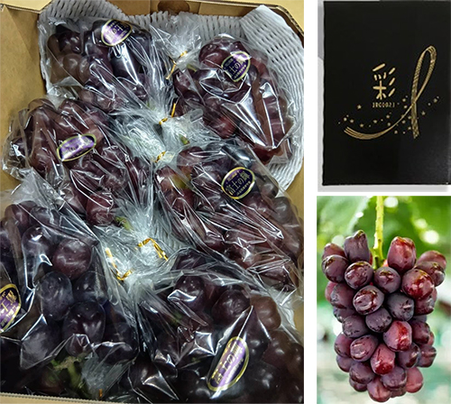 Black Shine Muscat "Fuji No Kagayaki" | Okayama Prefecture
