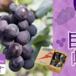 Kyoho Grapes | Fukuoka Prefecture