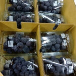 Kyoho Grapes (Seedless) | Nagano Prefecture | Pack