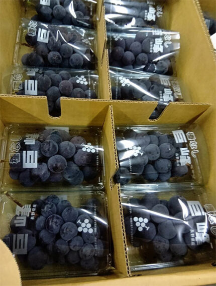 Kyoho Grapes (Seedless) | Nagano Prefecture | Pack
