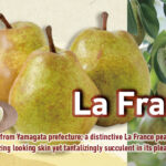 La•France Pear | Yamagata Prefecture