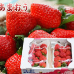 Amaou "G" Strawberry "G" grade | Fukuoka Prefecture