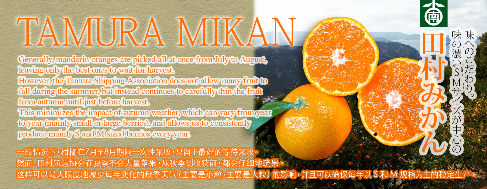 KOMINAMI FARM DIRECT SPECIAL SELECTED "TAMURA MIKAN" Wakayama Prefecture