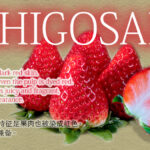 Ichigo San Strawberry | Saga Prefecture