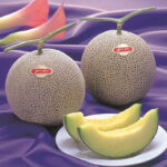 Arus Melon (High Sugar Level) | Kumamoto Prefecture