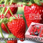 Yubeni Strawberry | Kumamoto Prefecture