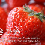 Sanuki-hime Strawberry | Kagawa Prefecture