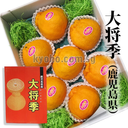 Daimasaki Dekopon (Seedless) | Kagoshima Prefecture | 7 Pcs