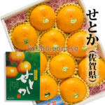 Setoka Orange (Seedless) | Saga Prefecture | 10 Pcs 3kg
