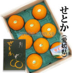 Setoka Orange (Seedless) | Ehime Prefecture | 8 Pcs Dark Green Box