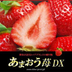 Amaou Strawberry | Deluxe (DX) Grade | Fukuoka Prefecture