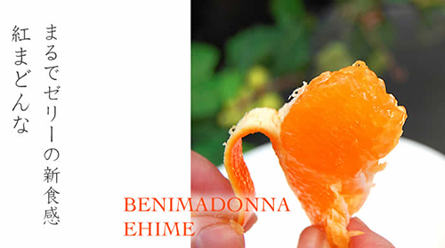 Beni Madonna Orange (Seedless) | Ehime Prefecture