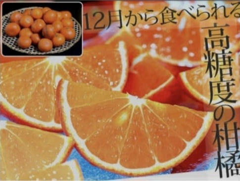 Mihaya Orange