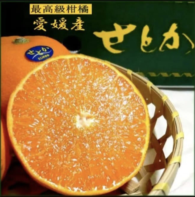 Setoka Orange Ehime