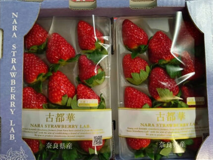 Kotoka Premium Strawberry | Nara Prefecture | 2L Size