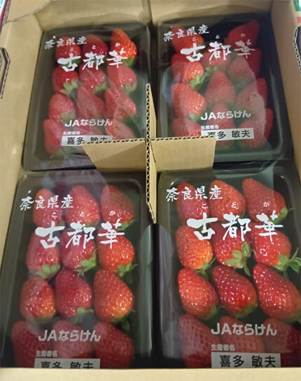 Kotoka Premium Strawberry | Nara Prefecture | 2L Size