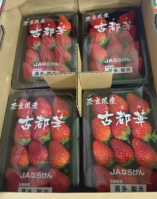 Kotoka Premium Strawberry | Nara Prefecture | 2L Size