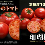 Sangojyo Tomato (Coral Tree) | Farm Direct | Tokushima Prefecture