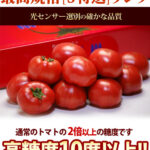Sangojyo Tomato (Coral Tree) | Farm Direct | Tokushima Prefecture
