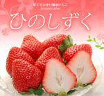 Hinoshizuku Strawberry | Kumamoto Prefecture