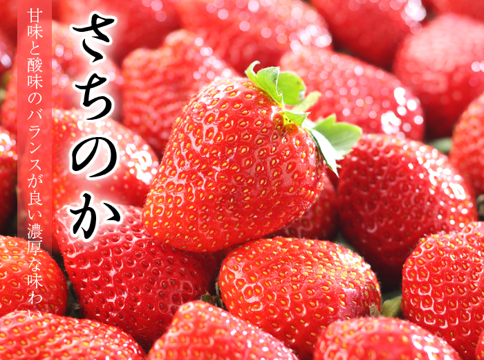 Sachinoka DX Strawberry | Tokushima Prefecture