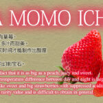 SAKURA MOMO Strawberry | Tokushima Prefecture