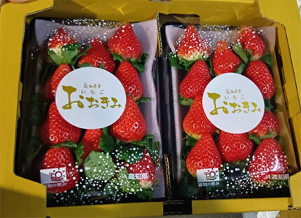 Ookimi Strawberry (Premium Quality) | Kouchi Prefecture