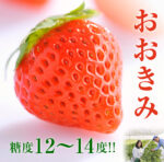 Ookimi Strawberry | Kouchi Prefecture
