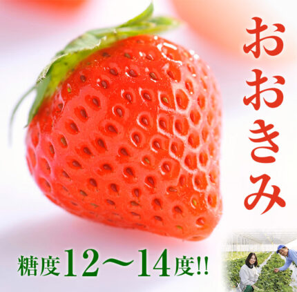Ookimi Strawberry | Kouchi Prefecture