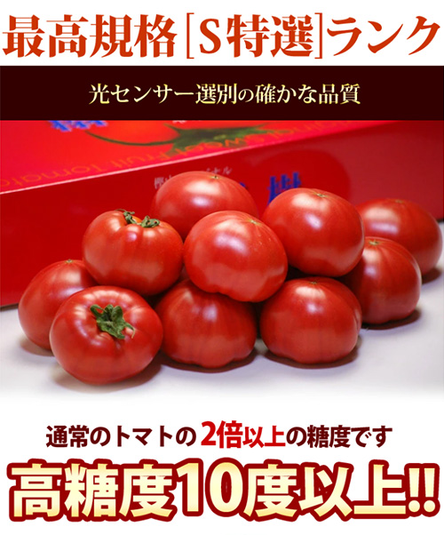 Sangojyo Tomato (Coral Tree) | Farm Direct | Tokushima Prefecture