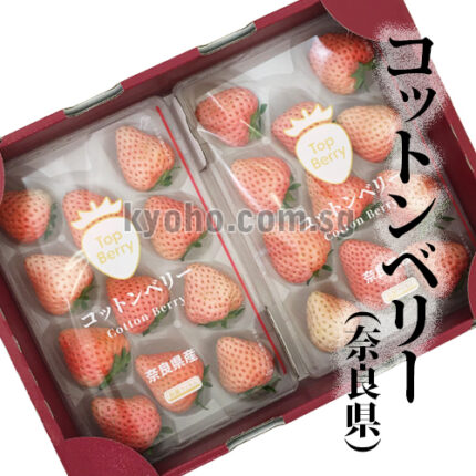 Cotton Berry Strawberry | (Top Strawberry) | Nara Prefecture | 11P