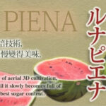 Luna Piana Premium Watermelon | Kouchi Prefecture