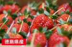 Sachinoka Strawberry | (With Branches) | Tokushima Prefecture