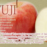 Sun Fuji Apple | High Sugar Level | Aomori Prefecture