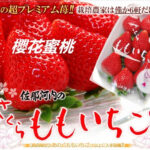 SAKURA MOMO Strawberry | Tokushima Prefecture