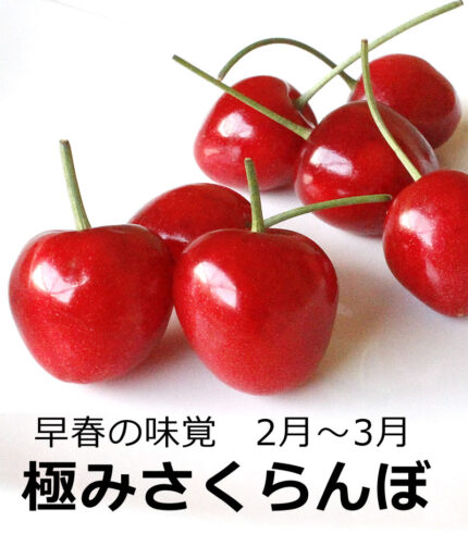 Satonishiki Cherry | Kiwami Grade | Kouchi Prefecture | 2L Size